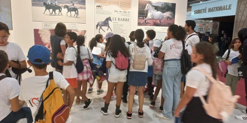 Salon du Cheval d’El Jadida : Patrimoine, Tradition, Art, et Fierté du Maroc